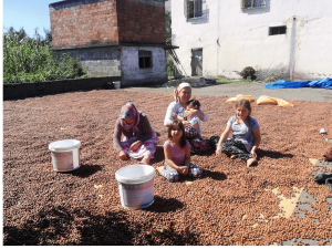 nocciole stese al sole e una famiglia di donne che le seleziona durante l'attreversamento delle Turchia