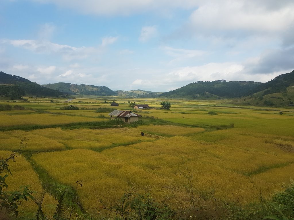 Risaie, case di campagna e dolci colline nel Nord-Est dell'India.