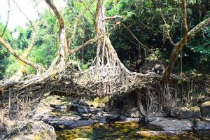 Living Root Bridge costruito con radici vive nel Meghalaya, uno dei ponti naturali più caratteristici del Nord-Est dell'India.