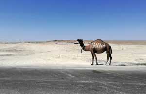 Cammello lungo la strada nel Mangystau, regione desertica del Kazakistan occidentale attraversata durante il viaggio in Lambretta.