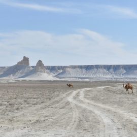 Cammelli lungo una pista nel Mangystau, regione del Kazakistan occidentale caratterizzata da steppa, formazioni calcaree e paesaggi desertici.