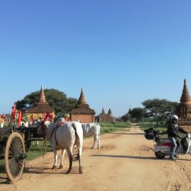 Lambretta lungo una strada sterrata tra le antiche pagode di Bagan, uno dei siti archeologici più importanti del Myanmar.
